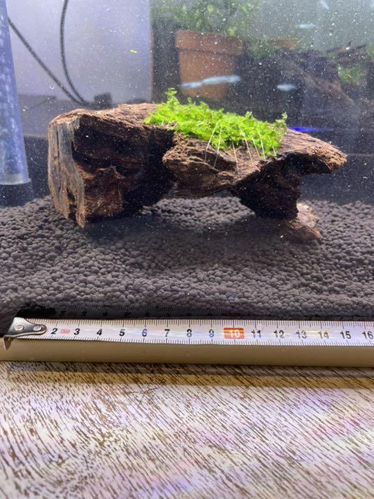 ブラック系特別オファー 水草巻き流木(153)(155)(160)(158)ゆず胡椒様 魚用品/水草 ペット用品ブラック系¥7,366-ccg.org.br ブラック系特別オファー 水草巻き流木(153)(155)(160)(158)ゆず胡椒様 魚用品/水草 ペット用品ブラック系¥7,366-ccg.org.br