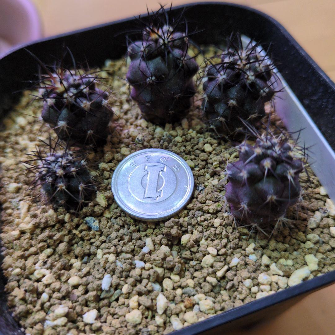 Copiapoa コピアポア グリセオビオラセア 栗星玉 実生 Copiapoa コピアポア グリセオビオラセア 栗星玉 5株抜き苗