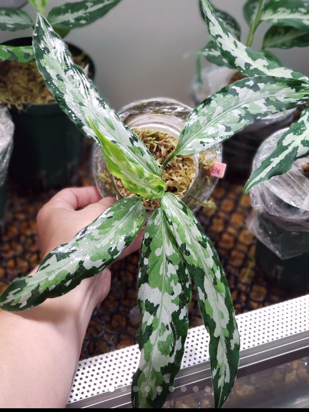 アウトレット価格Agaglaonema pictum RAHASIAMARUTI aKA2Q-m46227642759 安い最新品