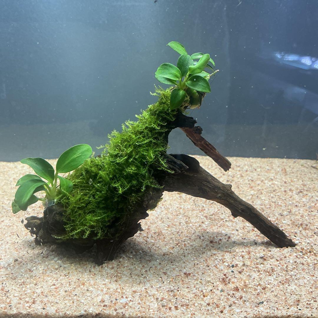 流木(南米ウィローモス活着) ☆育成済☆ 南米ウィローモス 流木 Sサイズ(約15cm)(水中葉)(無