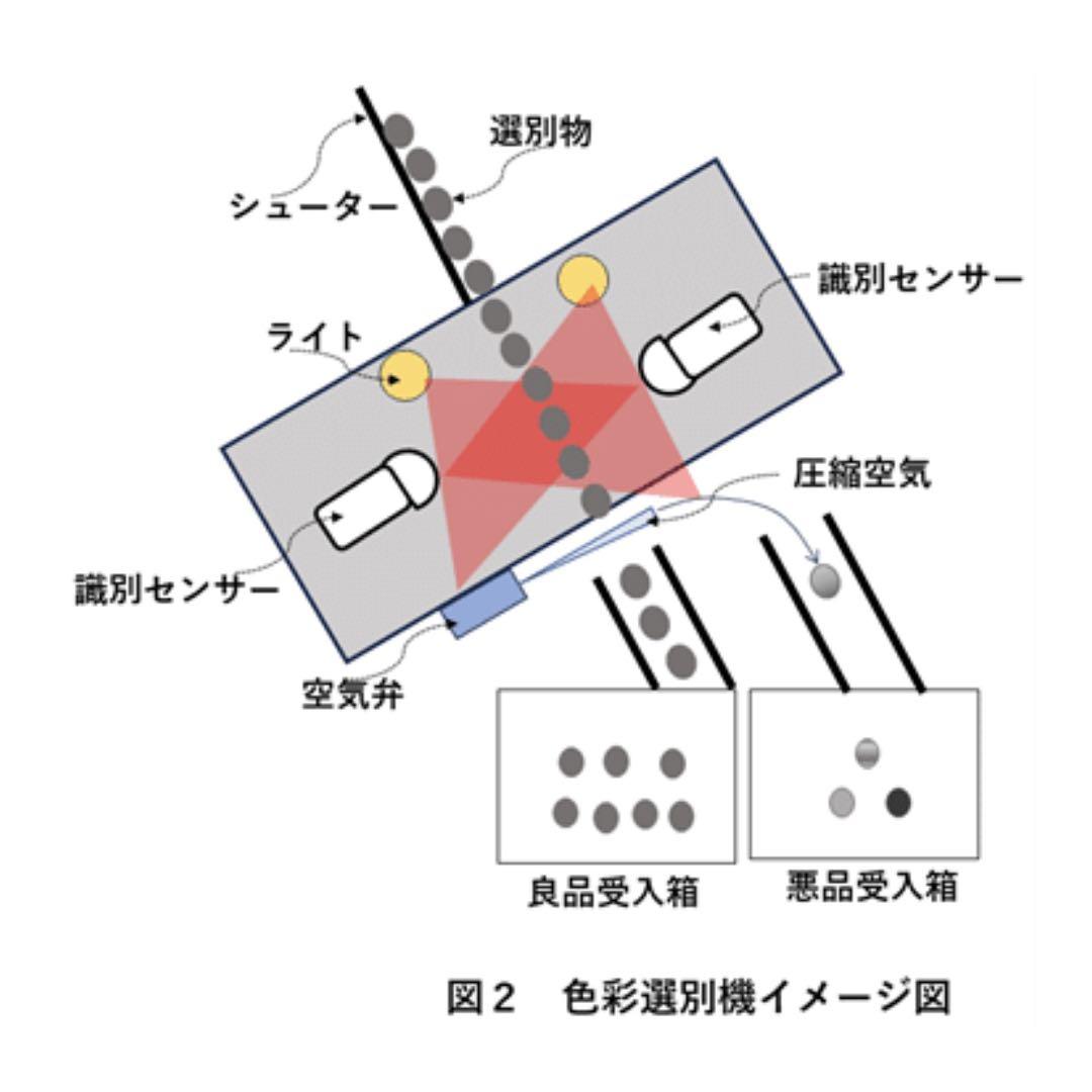 【農家直送】茨城県産コシヒカリ 100% 白米 10kg色彩選別あり R6年度産