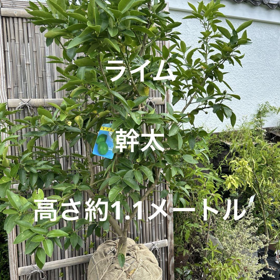 果樹 約1.3メートル　ライム苗木