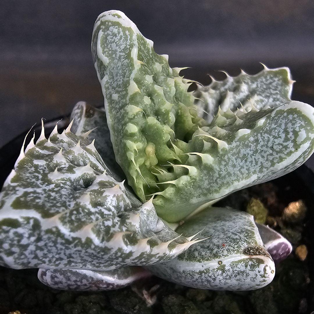 メルカリ便発送☆多肉植物 フォーカリア 怒涛の華(実生選抜苗)