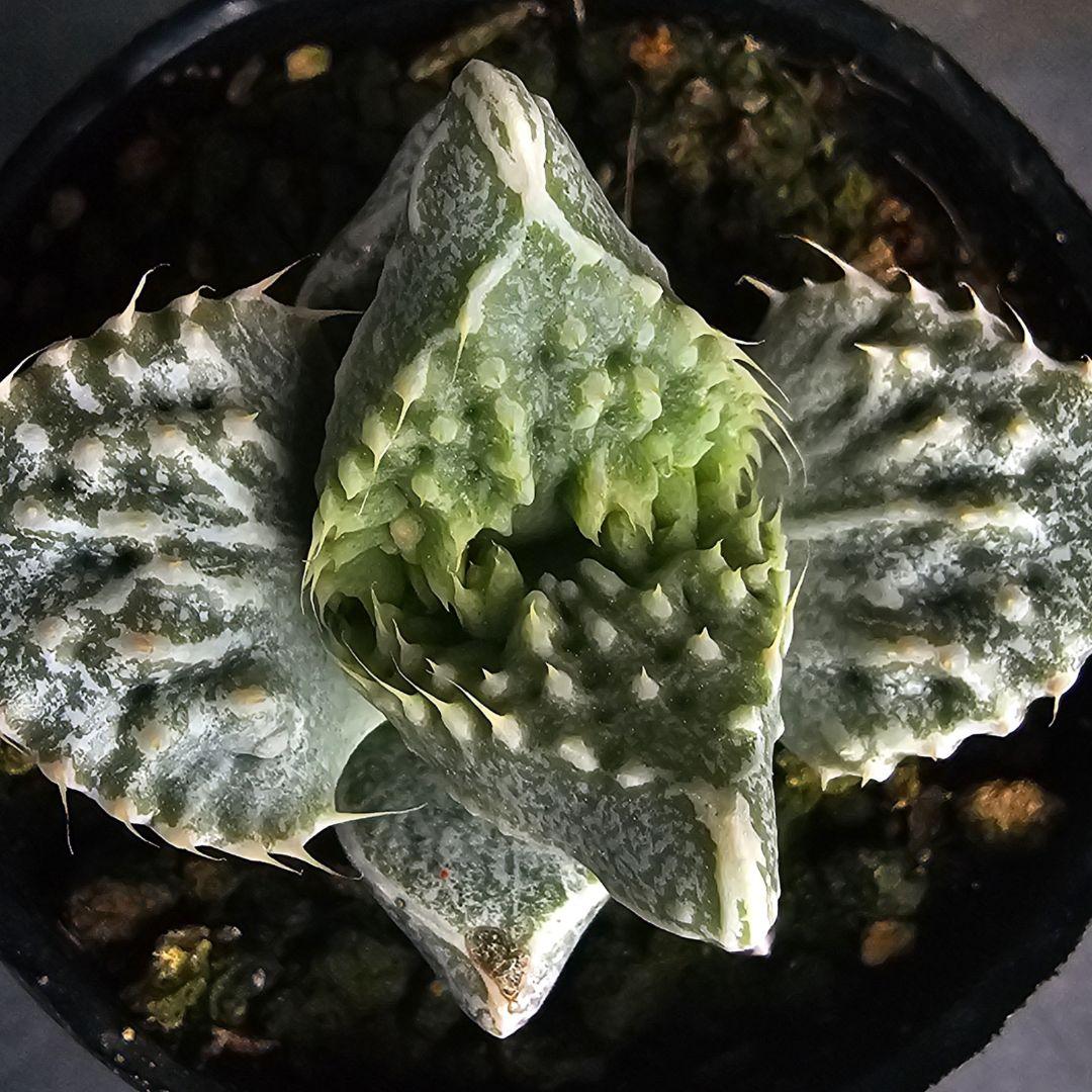 メルカリ便発送☆多肉植物 フォーカリア 怒涛の華(実生選抜苗)