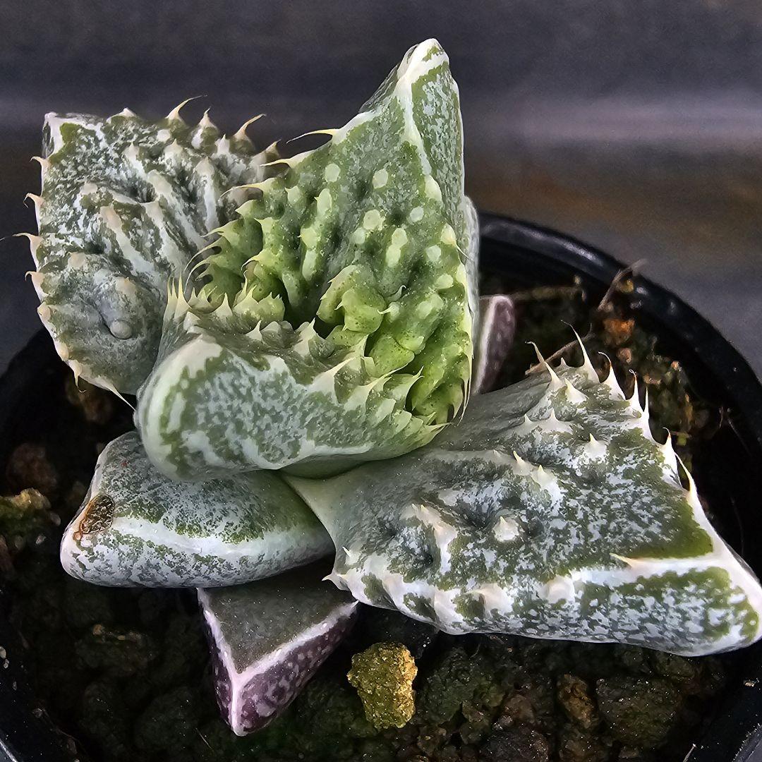 メルカリ便発送☆多肉植物 フォーカリア 怒涛の華(実生選抜苗)