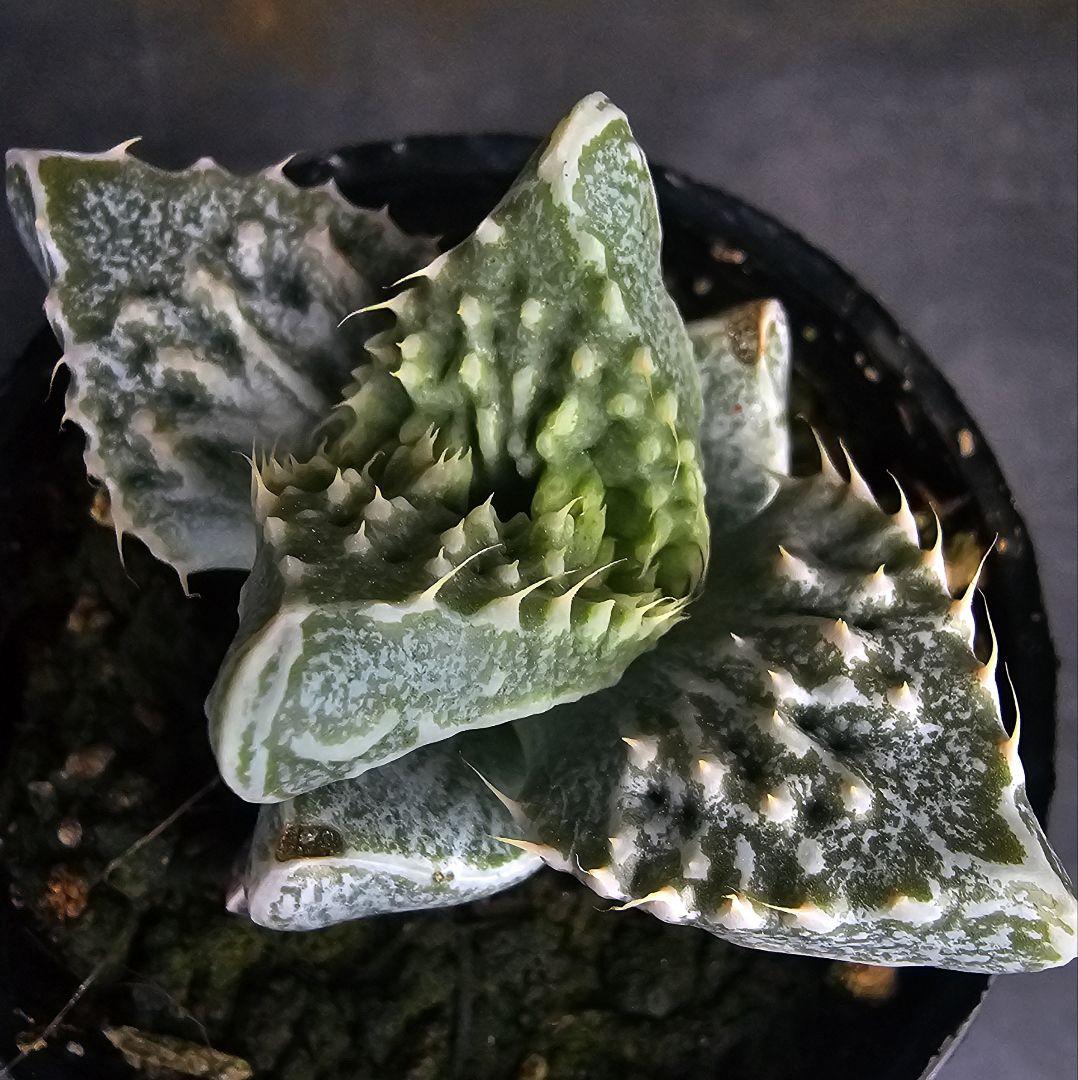 メルカリ便発送☆多肉植物 フォーカリア 怒涛の華(実生選抜苗)