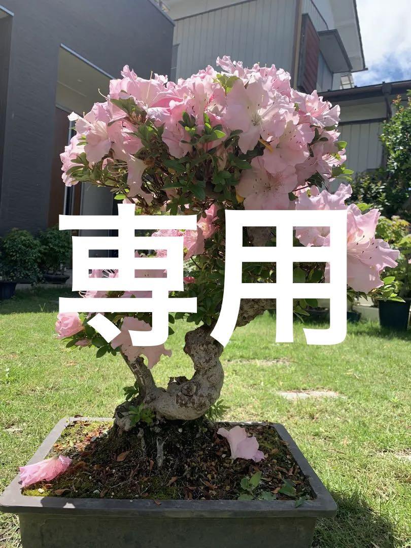 皐月盆栽