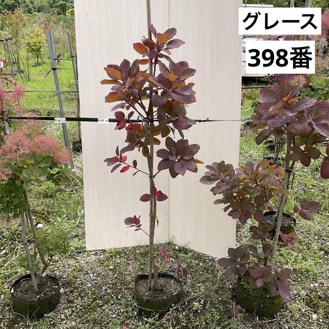 スモークツリー　グレース畑　/398
