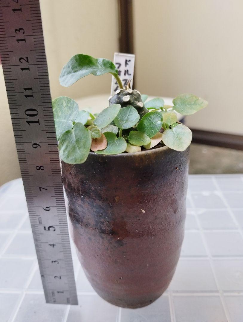 人気カラーの ドルステニア フォエチダ 実生苗 ① 植物/観葉植物 人気カラーの ドルステニア フォエチダ 実生苗 ① 植物/観葉植物
