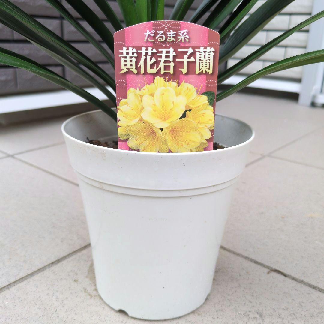 ☺️新品未使用❣️香蘭社 花柄 金色縁取り 大鉢1+中鉢5 切立鉢 香蘭社 中深鉢15cm - メルカリ