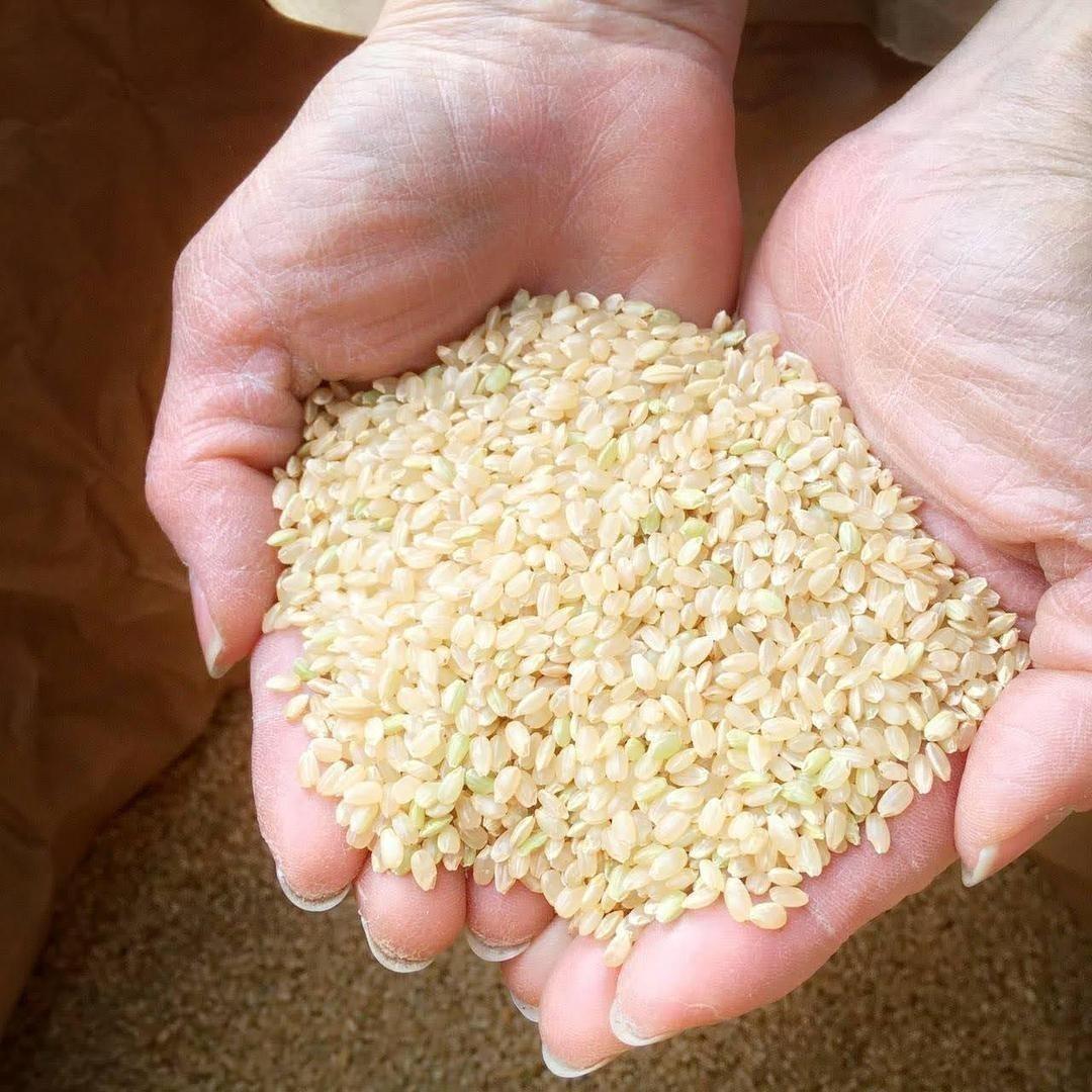 【玄米】新米 令和5年 埼玉県産 コシヒカリ 玄米 30kg