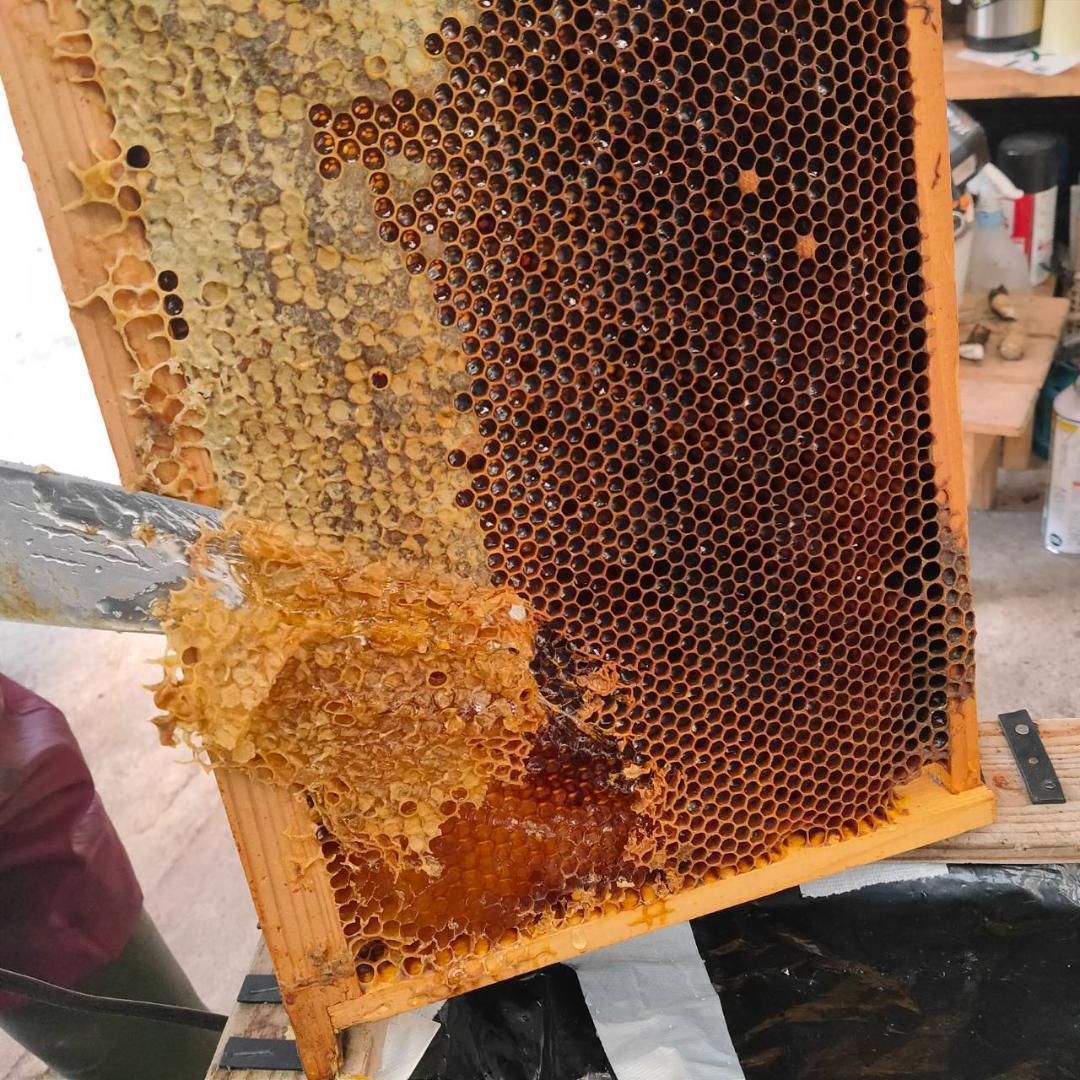 はちみつ 600g×3瓶 蜂蜜 ハチミツ 国産