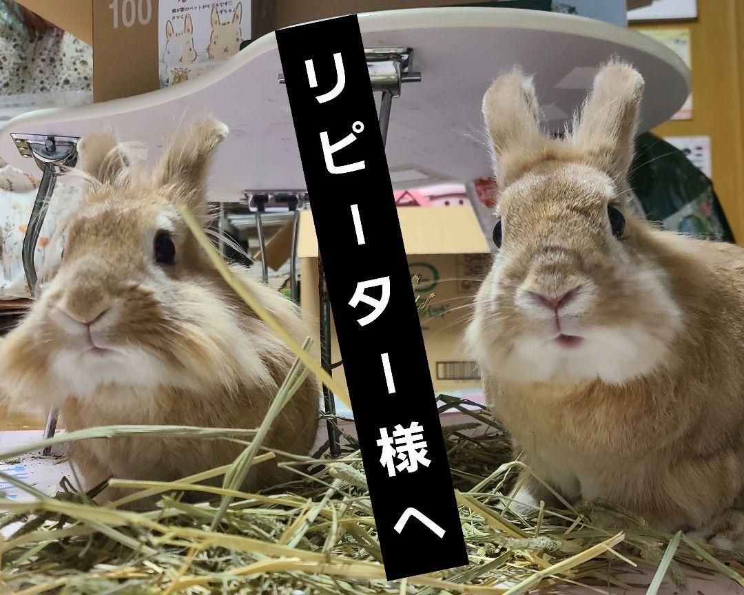 アウトレット ストアペット用品 - 彩綾♥。・゜様専用！お纏め品