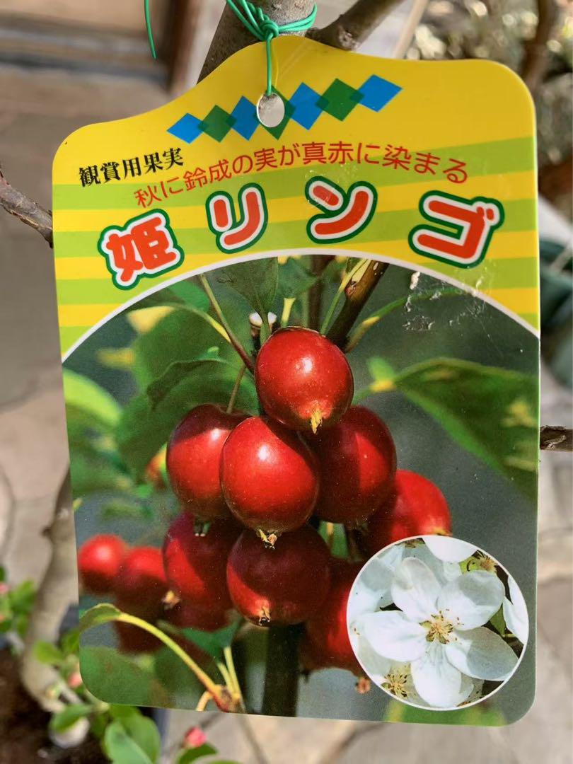 姫りんご 蕾たっぷり 鉢ごと発送