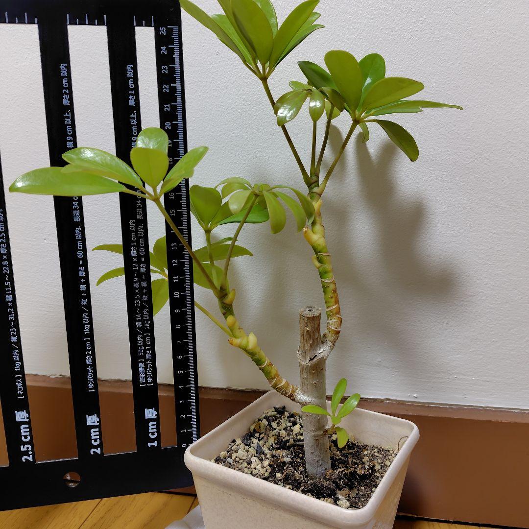 ☆サイズの確認用です☆