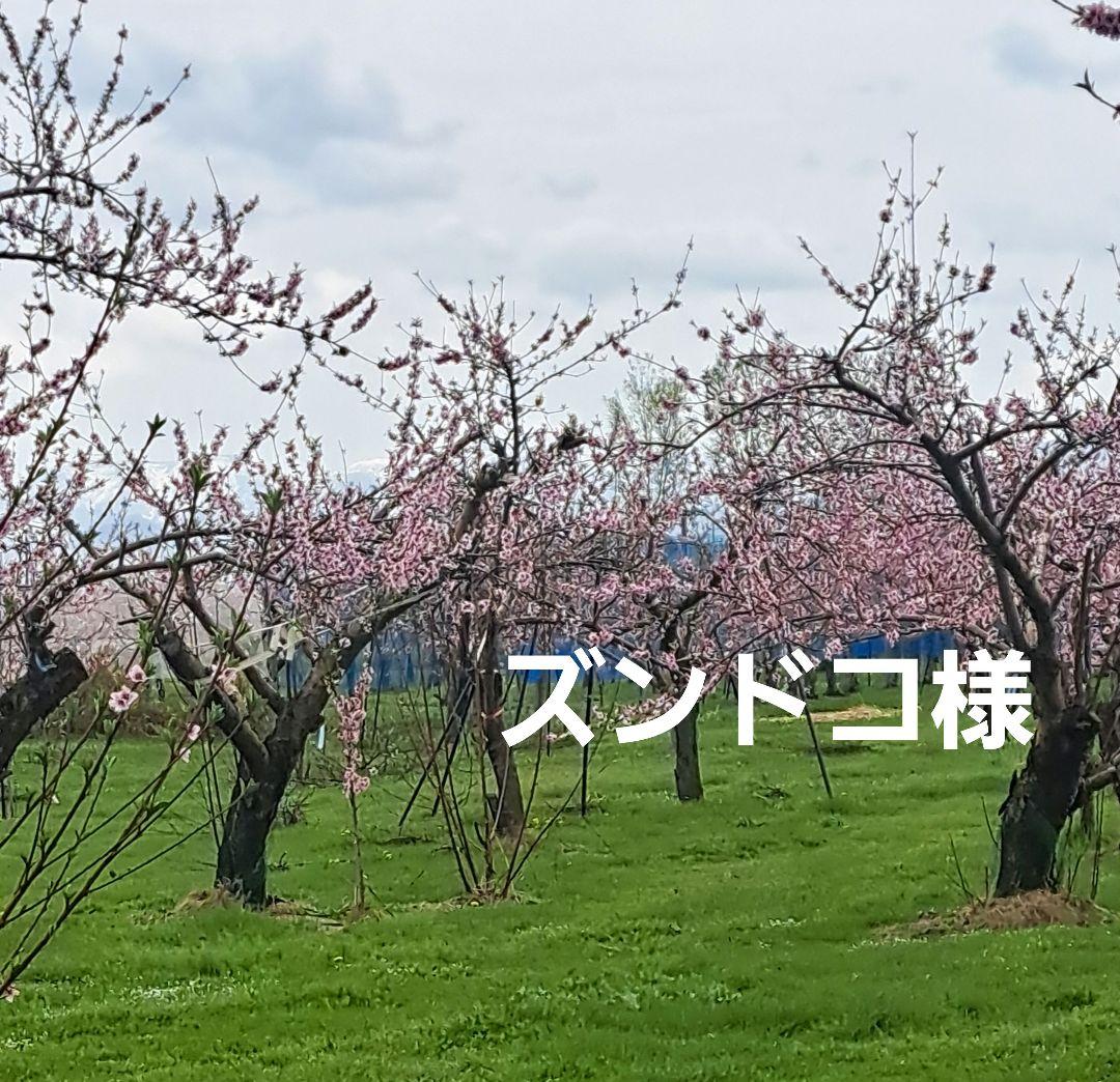 ズンドコ様専用です。