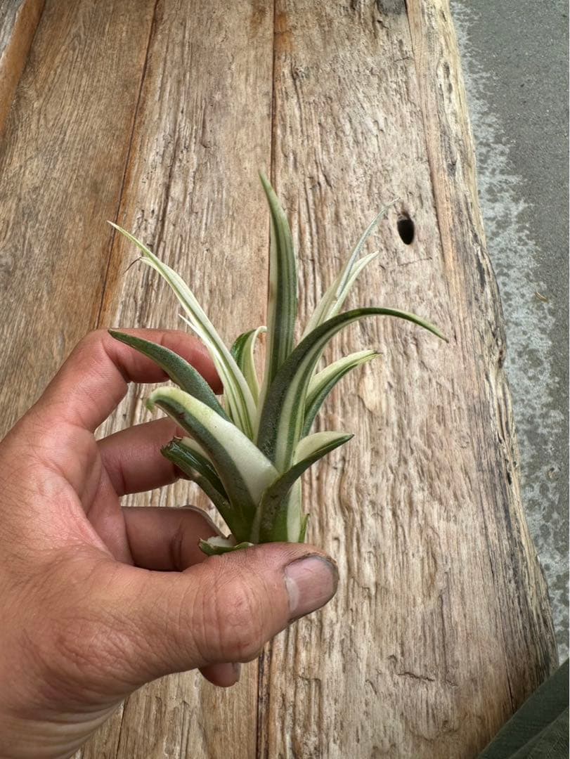 Tillandsia ‘Deborah
