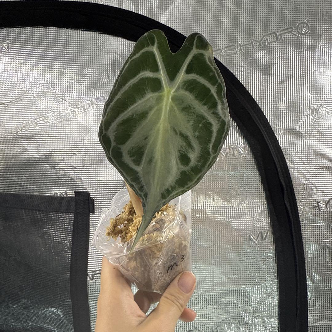 アロカシア ヴェノム Alocasia 'Venom' 管理番号m3 - メルカリ