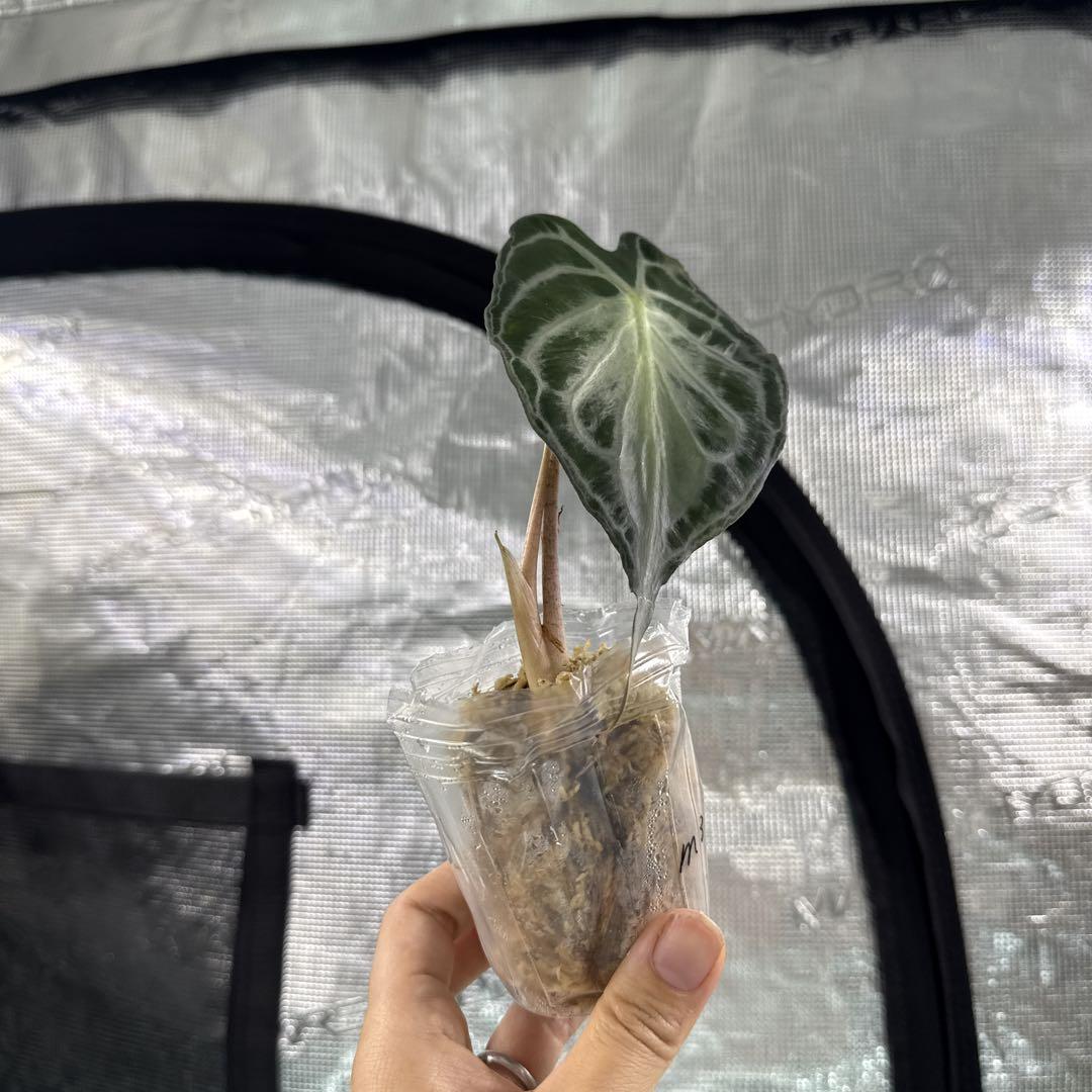 アロカシア ヴェノム Alocasia 'Venom' 管理番号m3 - メルカリ