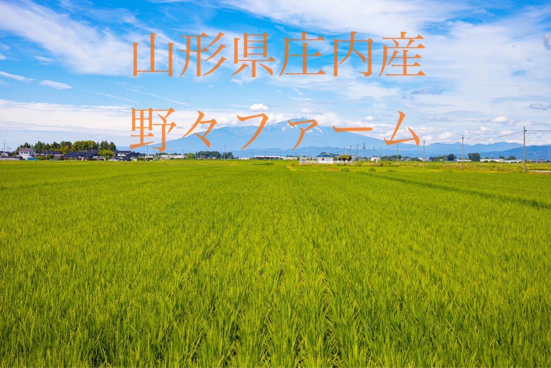 つや姫　20kg 山形　令和5年 特別栽培米