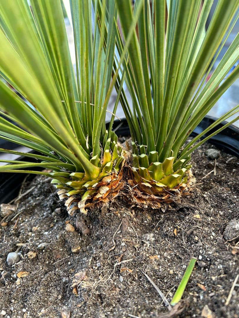 ユッカ ロストラータ ダブルヘッド メリクロン株