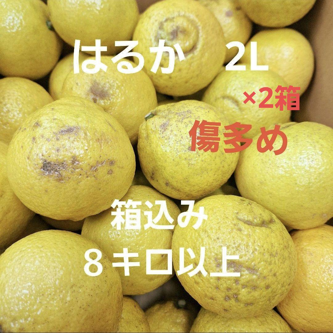 はるか 　2Lサイズ　箱込み 8kg　キズ多め×２箱