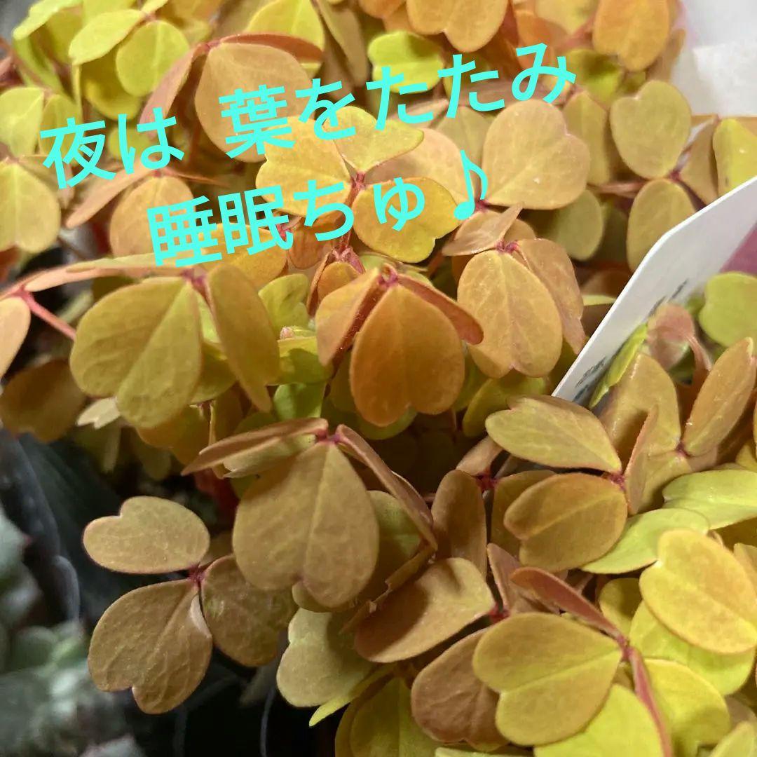 紅葉色のオキザリス ❤︎.* 黄昏 ❤︎.* 2ポット ポットごと発送
