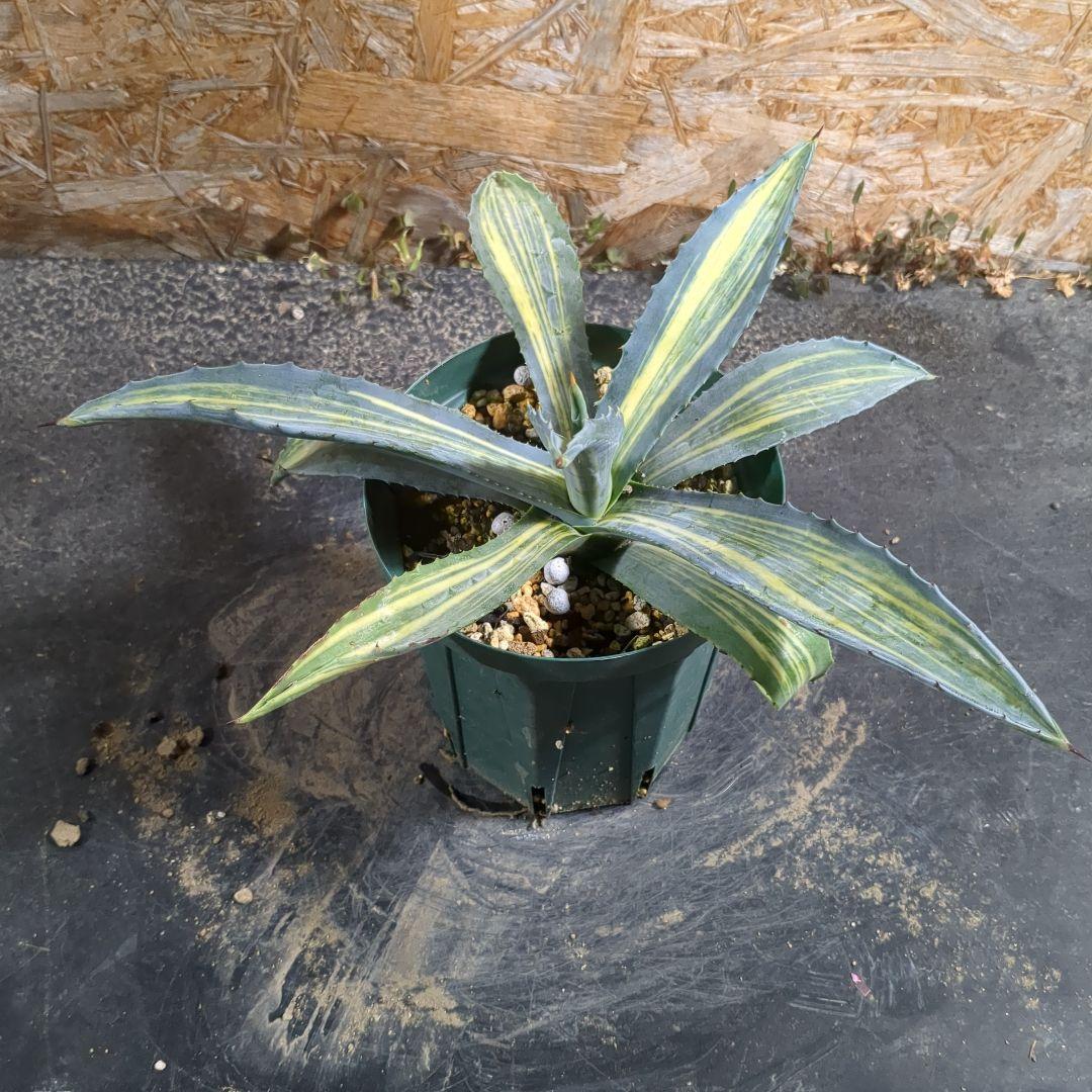 アガベ　アメリカーナ縞斑　34cm