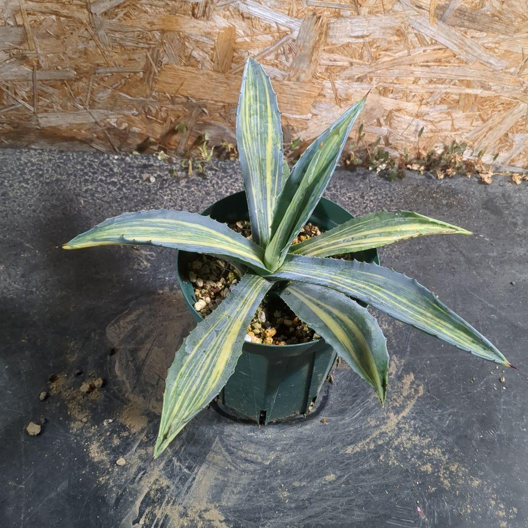 アガベ　アメリカーナ縞斑　34cm