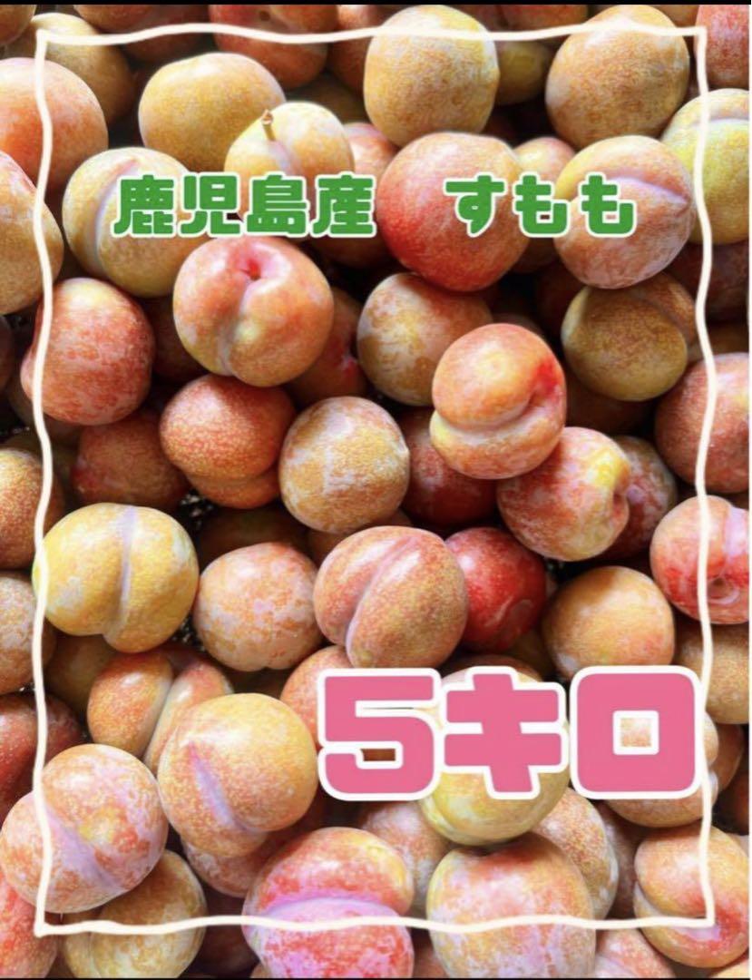 すもも 鹿児島産 無農薬 5キロ
