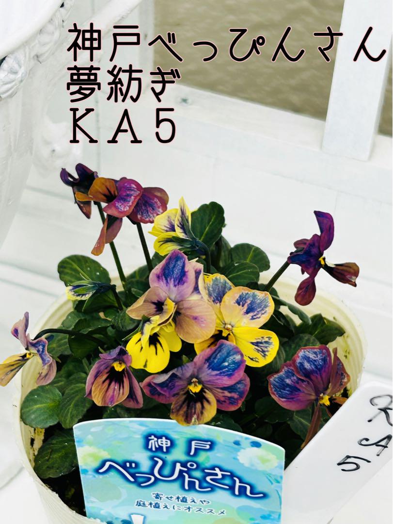 夢紡ぎ