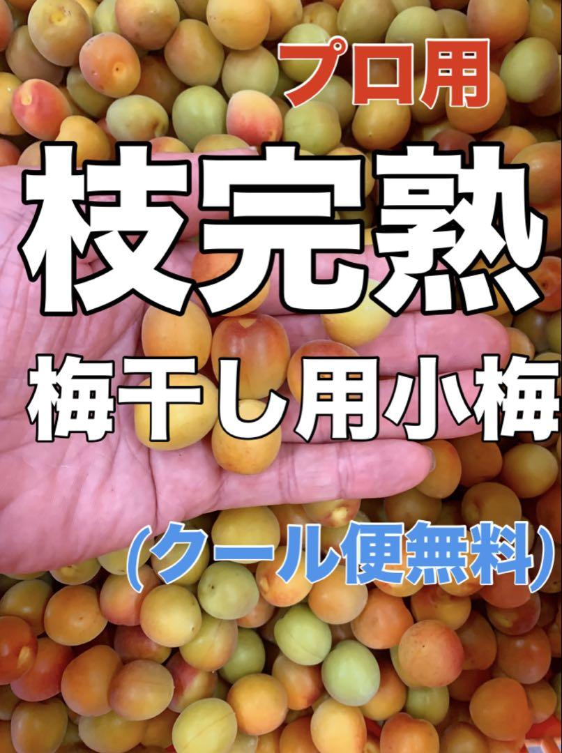 070プロ用「枝完熟小梅」5kg 梅干し専用❄️クール便発送　キルトパッチ店