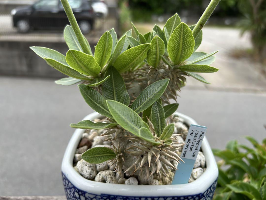 Pachypodium rorsulatum var.eburneum