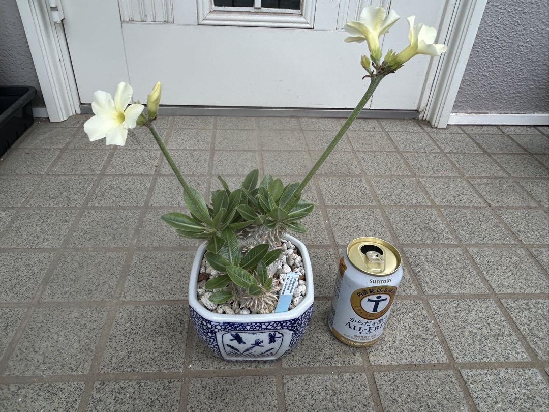 Pachypodium rorsulatum var.eburneum