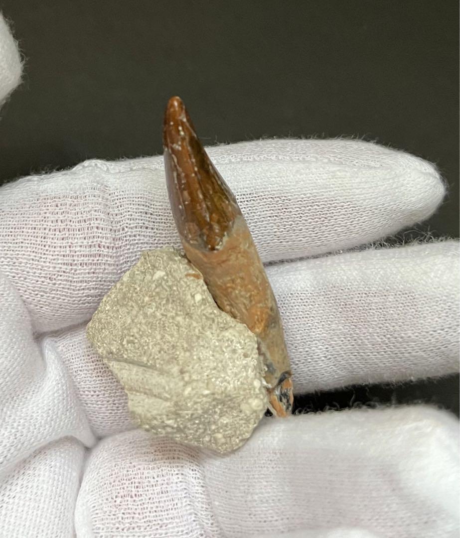 美麗！！　バシロサウルスの母岩付き歯化石　約50mm