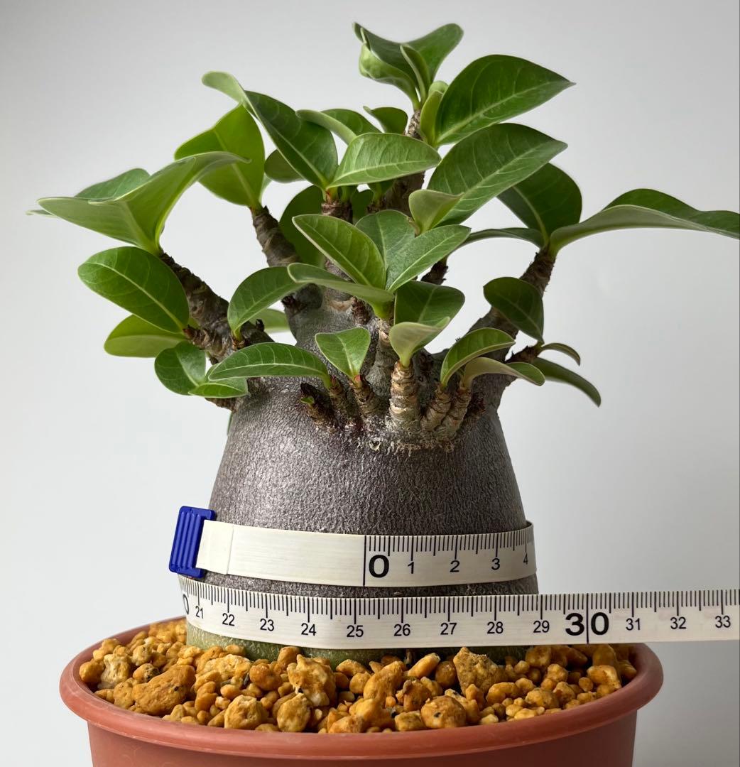 激レア/ブラックスキン/ドワーフ 】アデニウム アラビカム ガラメーC-7