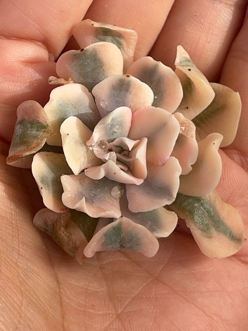 ピンクリベリア錦 多肉植物 エケベリア 微発根 - メルカリ