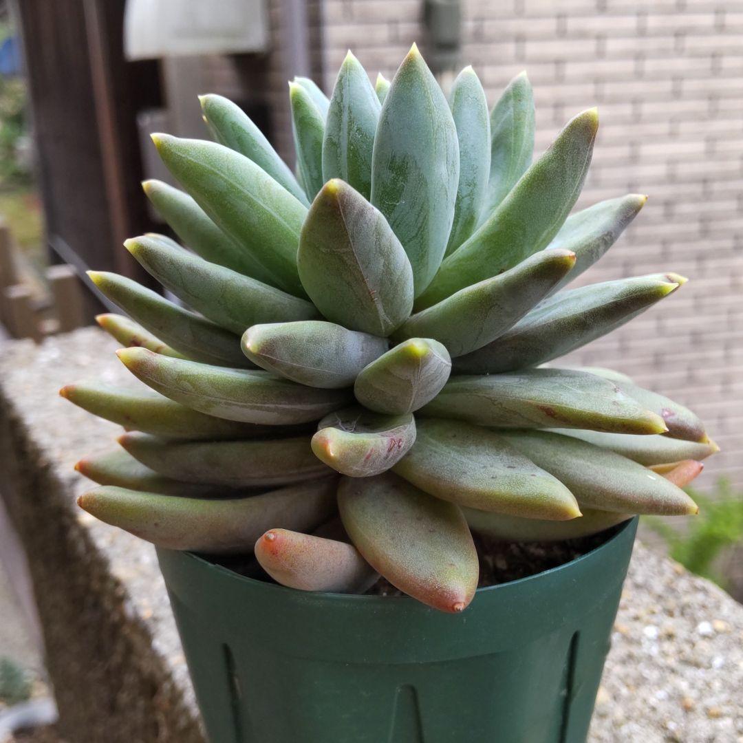 ⭐️エケベリアhyb⭐️多肉植物 抜き苗 ウォーターマーク