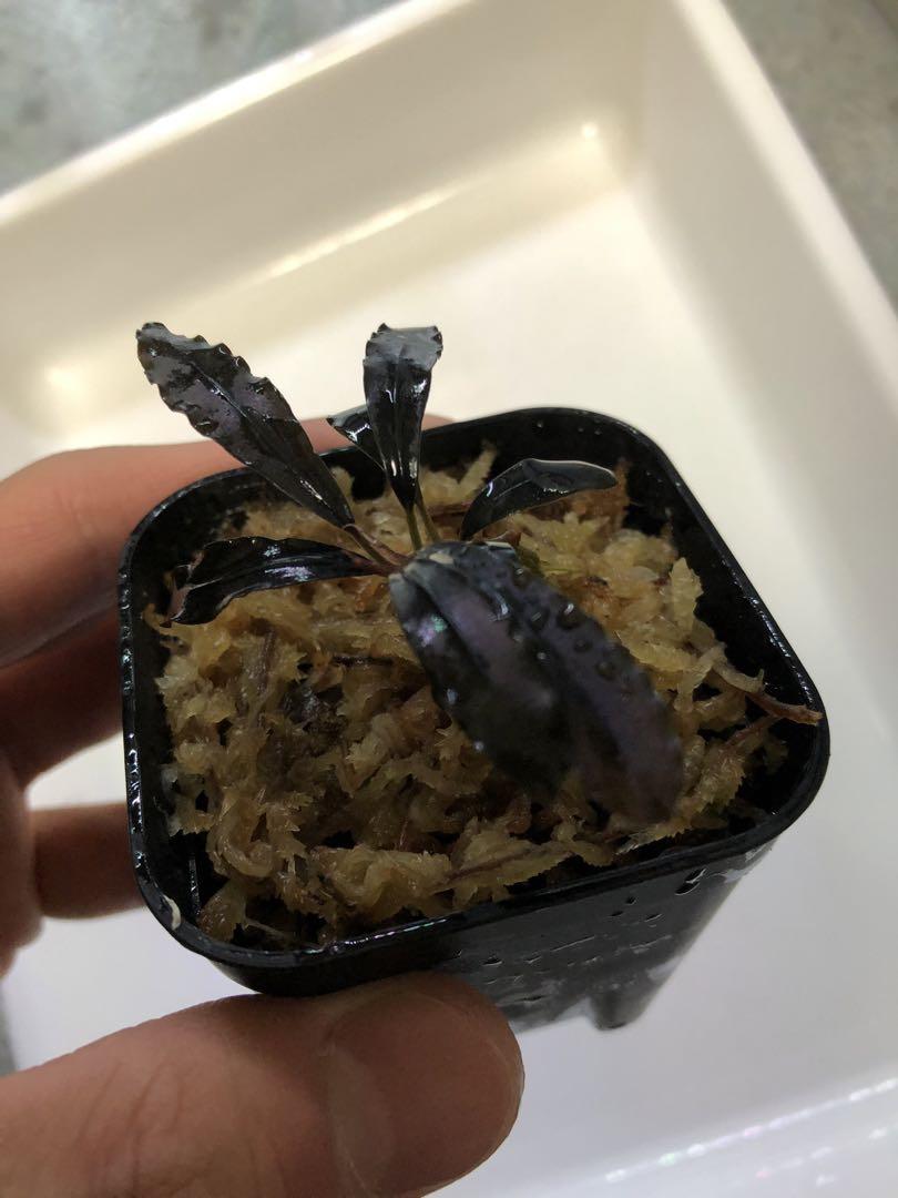 ブセファランドラsp.ゴーストカリマンタン - 水草新しい