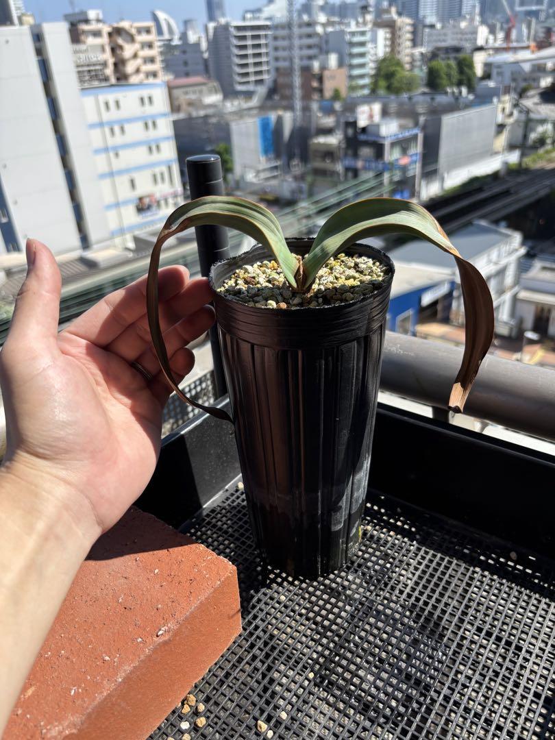 (訳あり特価)ウェルウィッチア ミラビリス 奇想天外