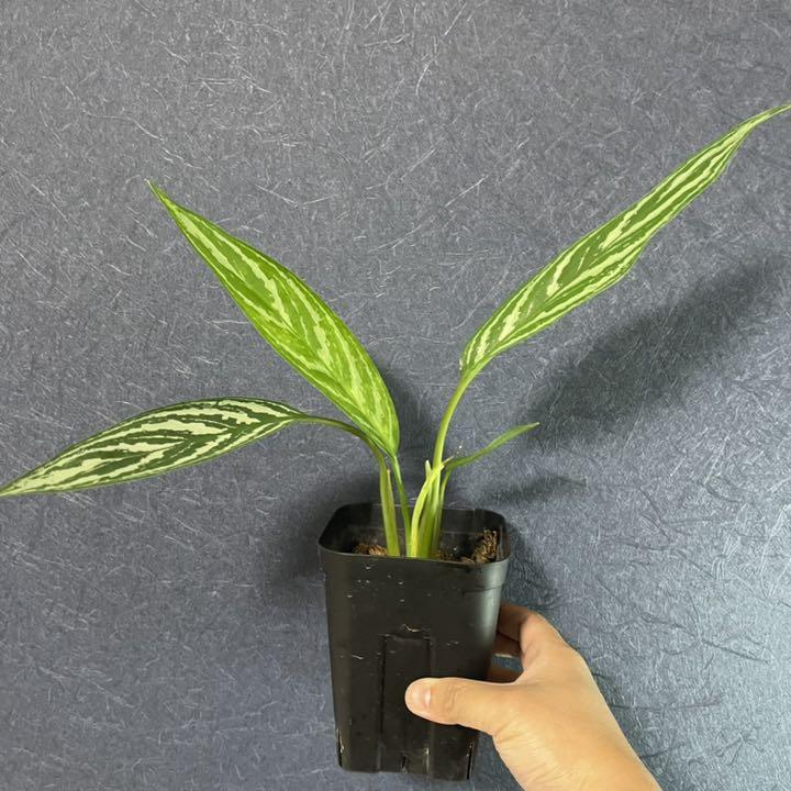 50 割引最も信頼できる アグラオネマ ニティドゥム カーティシー 0812 01 植物 観葉植物 インテリア 住まい 小物 Vdw Int Com