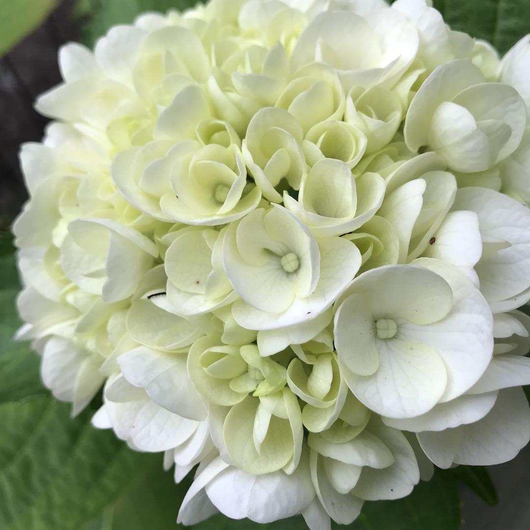 白紫陽花抜き苗　W-16