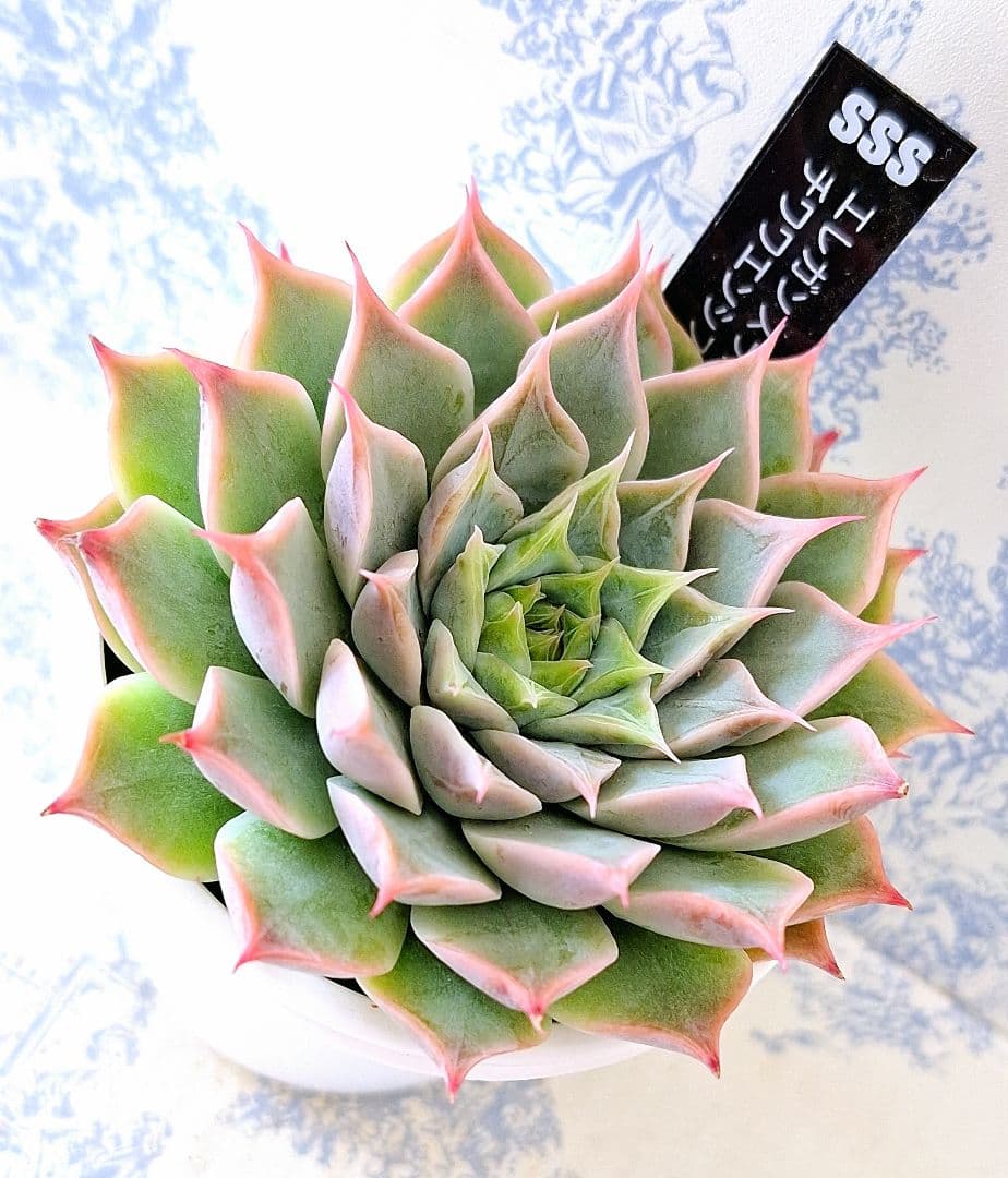 SSSさん苗エレガンスラパス×チワワエンシス札付きポットごとメルカリ便