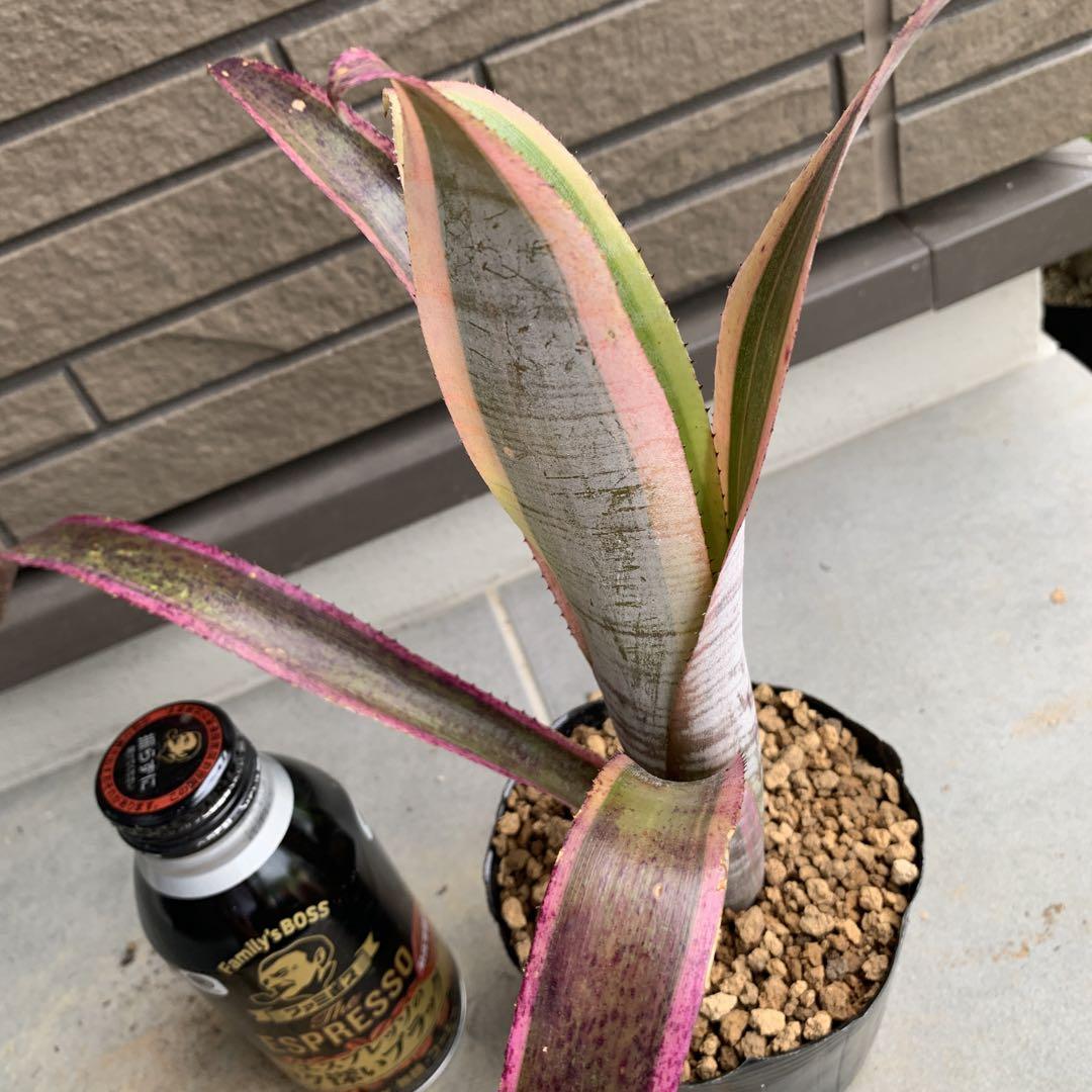 ブロメリア・エアープランツ Billbergia Vittata Ralph Graham French