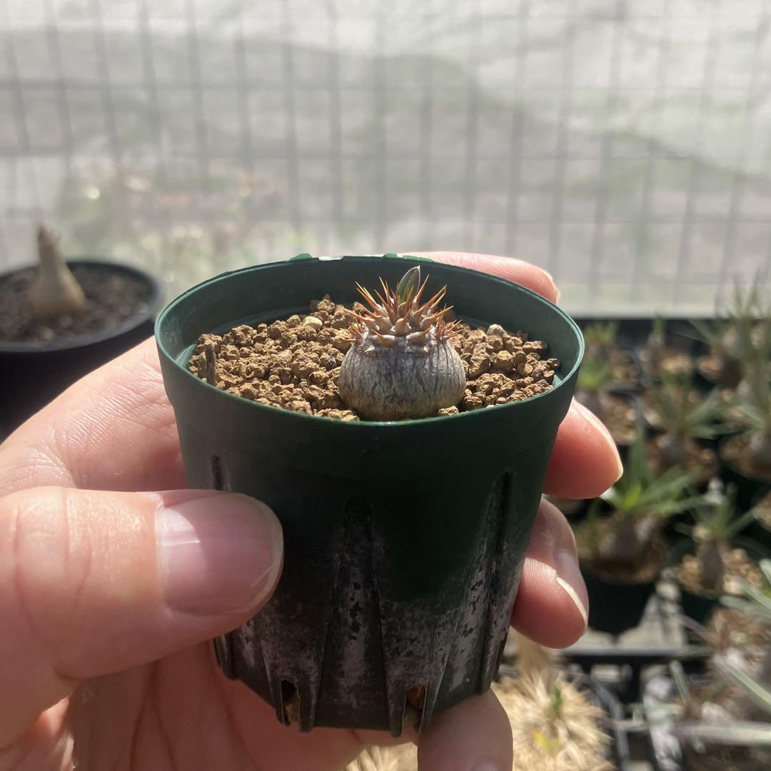 パキポディウム マカイエンセ 実生 コーデックス 塊根植物