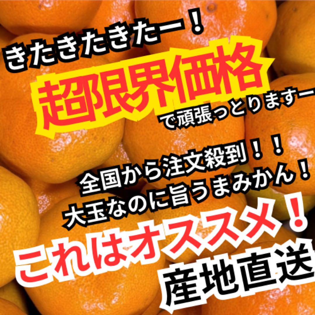 59超激安 特売 高知 特産 山北温室みかん 5kg 大玉なのにうまい ハウス