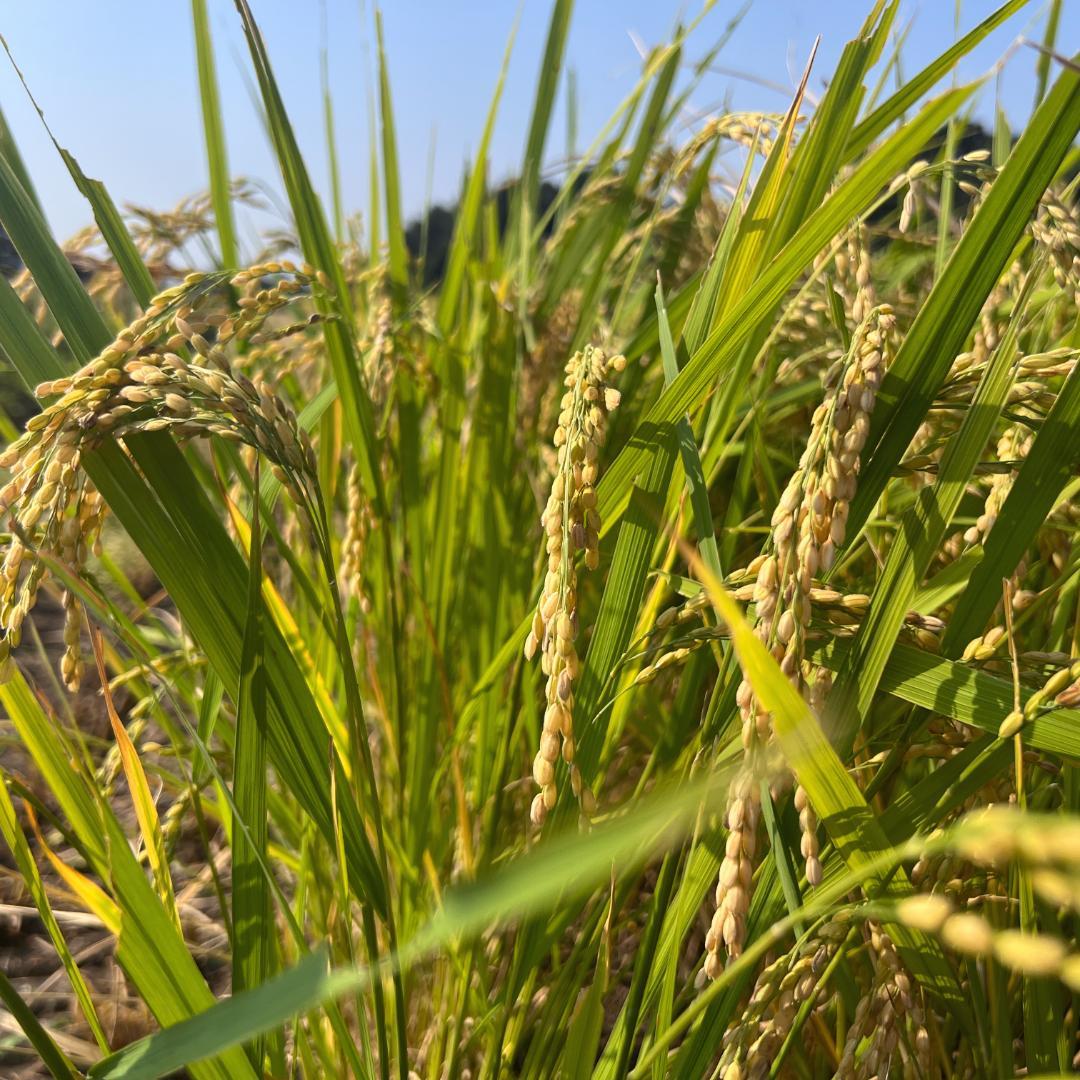 栃木県産 とちぎの米