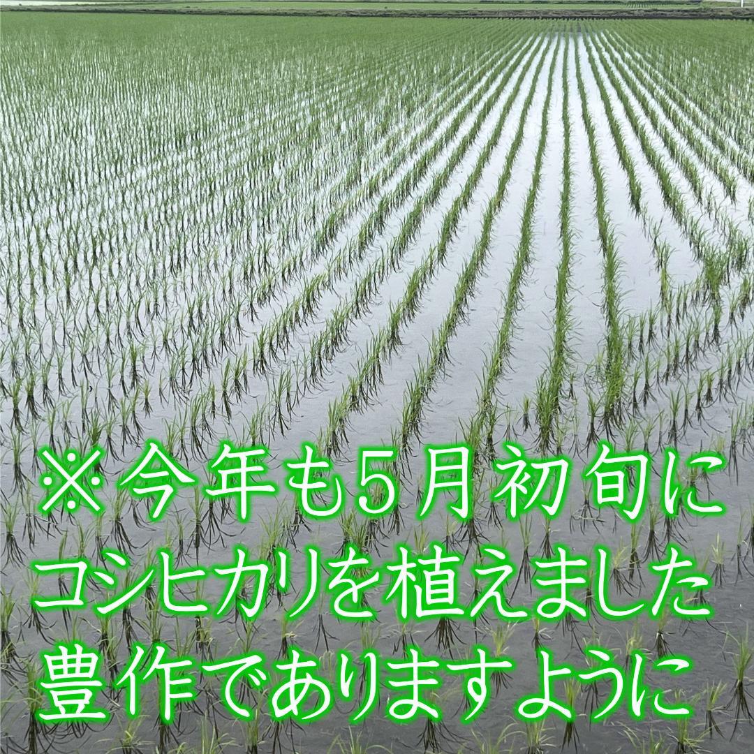 とちぎの米