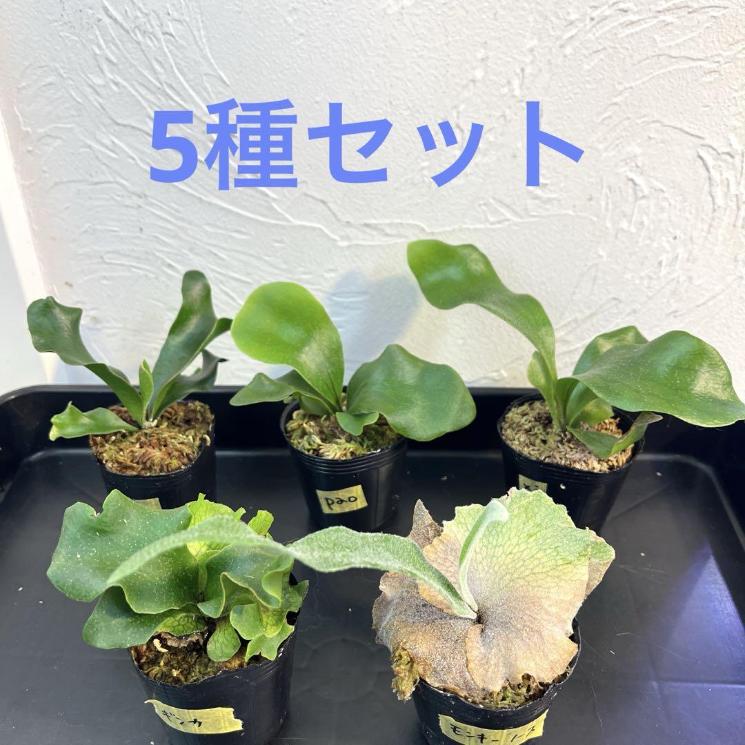 ビカクシダ　5種セット