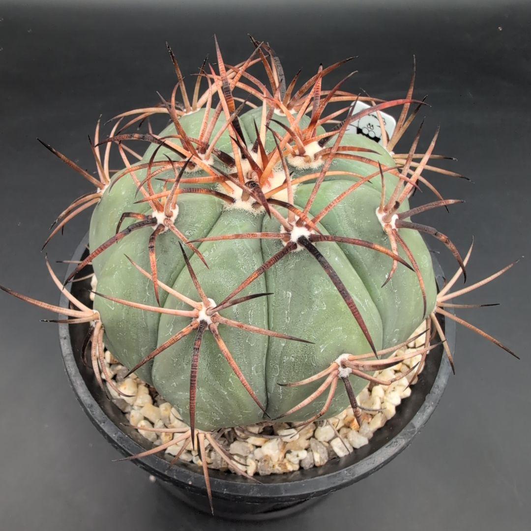 太平丸 鉢植え メルカリ便送料込み
